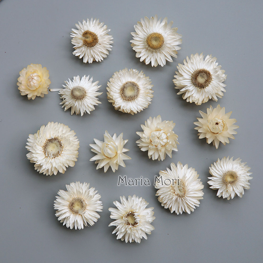 Natural Dried Colorful Chrysan - Hair Care Nature ulasan dan harga