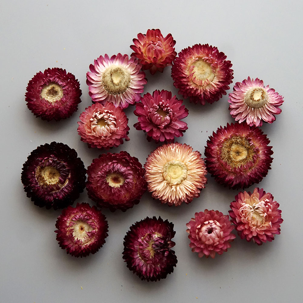 Natural Dried Colorful Chrysan - Hair Care Nature ulasan dan harga