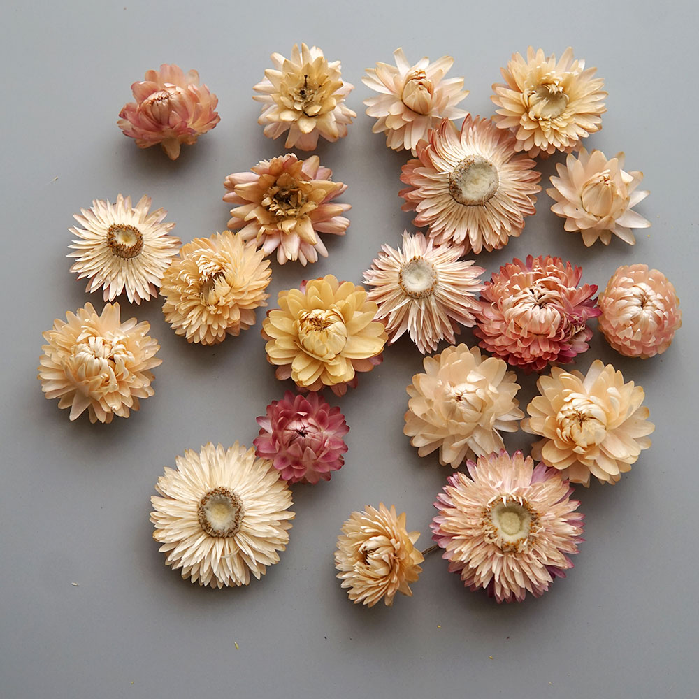Natural Dried Colorful Chrysan - Hair Care Nature ulasan dan harga